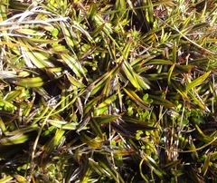 Astelia linearis