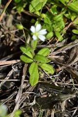 Cerastium capense