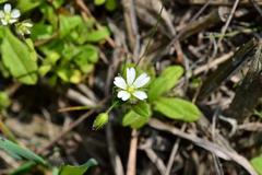 Cerastium capense