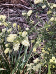 Acacia verticillata verticillata
