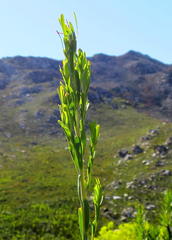 Leucadendron ericifolium