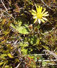 Brachyglottis bellidioides