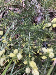 Acacia verticillata verticillata