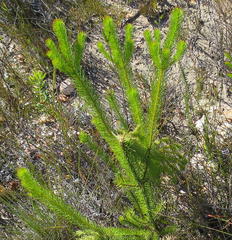 Leucadendron ericifolium