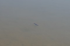 Tetractenos hamiltoni