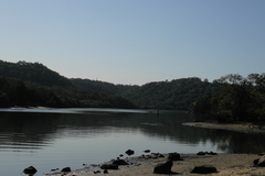 Tetractenos hamiltoni