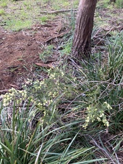 Acacia verticillata verticillata