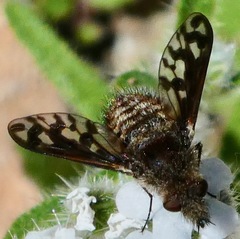 Conophorus fenestratus