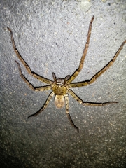 Heteropoda venatoria