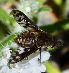 Conophorus fenestratus