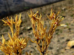 Leucadendron olens