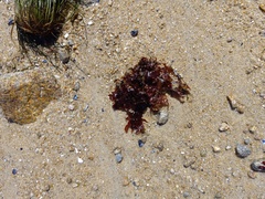 Chondrus