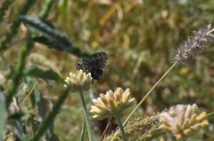 Cogia hippalus hippalus