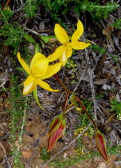Cyanella lutea lutea