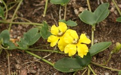 Goodenia glabra
