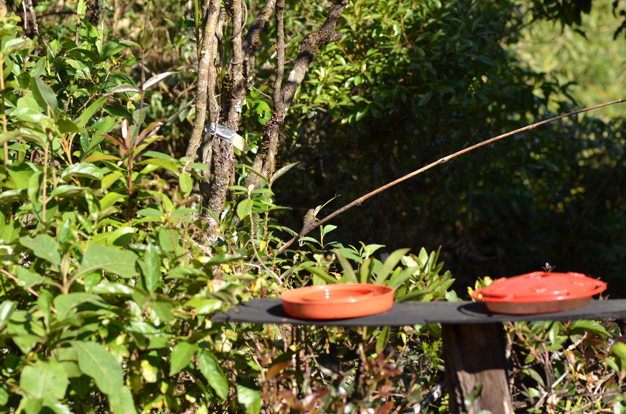 Adelomyia melanogenys image