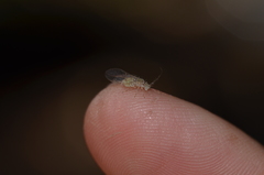 Dasydemellidae