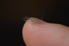 Dasydemellidae