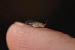 Dasydemellidae