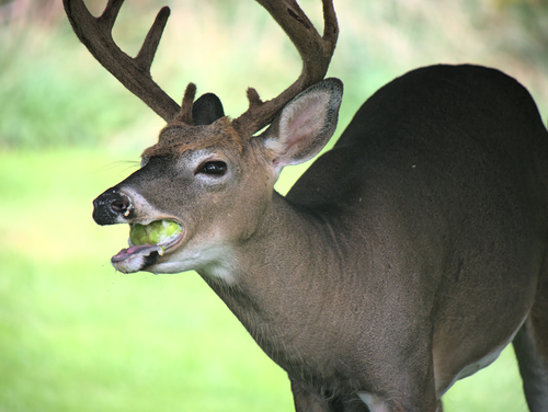Gamo (Dama dama)