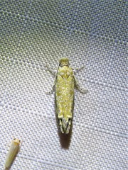 Pelochrista comatulana