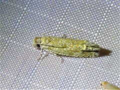 Pelochrista comatulana