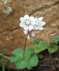 Crassula capensis capensis