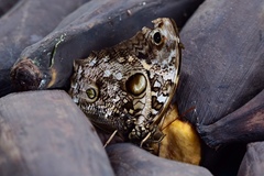 Opsiphanes quiteria
