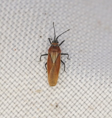 Epimixia allocasuarina