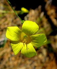 Linum africanum