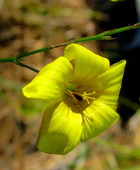 Linum africanum