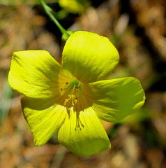 Linum africanum