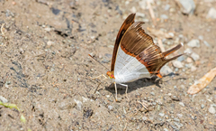 Marpesia zerynthia