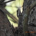 Calotes geissleri - Photo (c) Raja bandi, algunos derechos reservados (CC BY), subido por Raja bandi