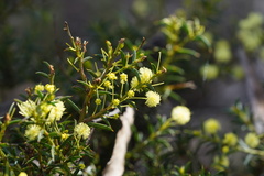 Acacia genistifolia