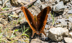 Marpesia zerynthia