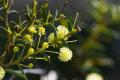 Acacia genistifolia