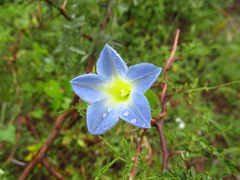 Ipomoea cardiophylla