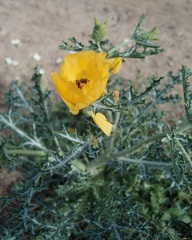 Argemone aenea