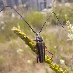 Sphaenothecus bilineatus