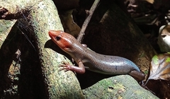 Plestiodon sumichrasti