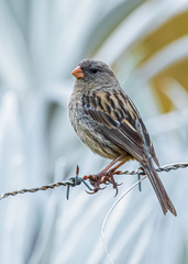 Plain-Colored Seedeater photo 2