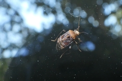 Wekamiris auropilosus