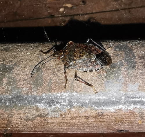 Halyomorpha halys