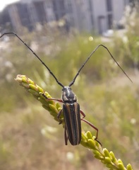 Sphaenothecus bilineatus