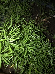 Angiospermae