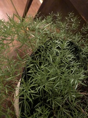 Angiospermae