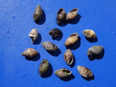Ophicardelus