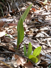 Cryptostylis subulata