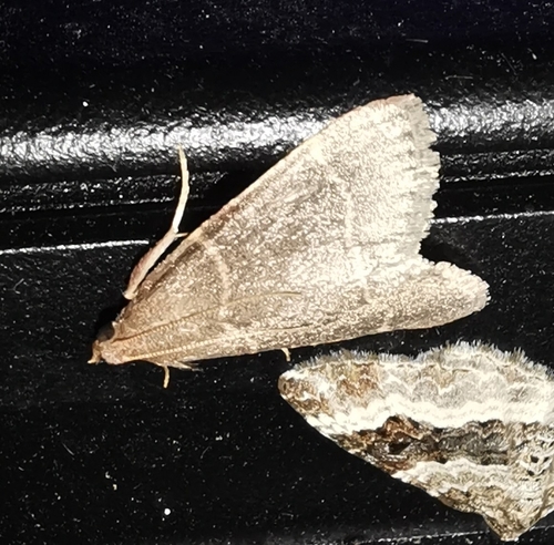 Hypsopygia glaucinalis